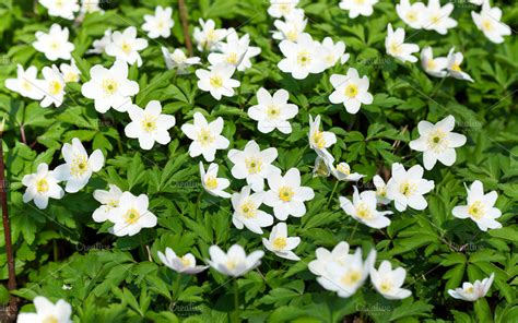 white spring flowers images